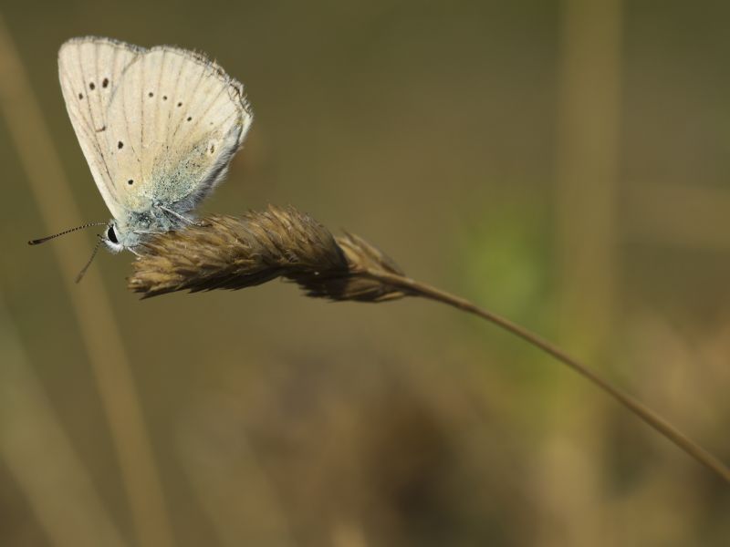 Polyommatus virgilius?  S� !